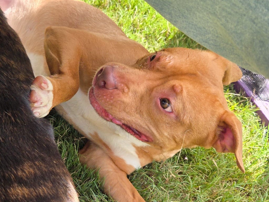 Photo of Gator, adoptable Mixed Breed in Douglasville, Georgia