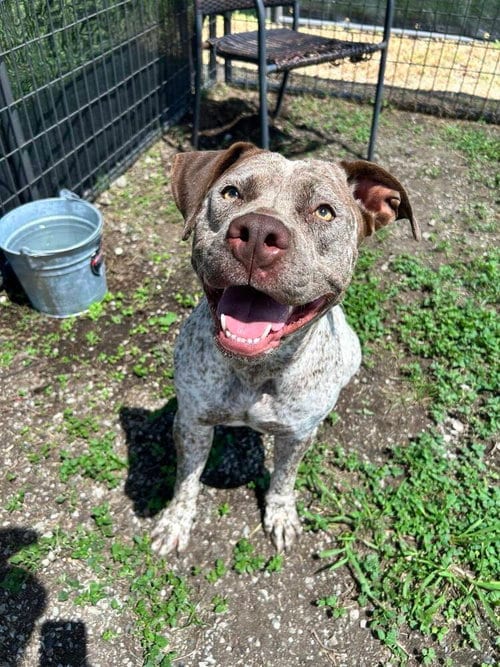 Photo of Roxy, adoptable Terrier in Abbeville, Louisiana