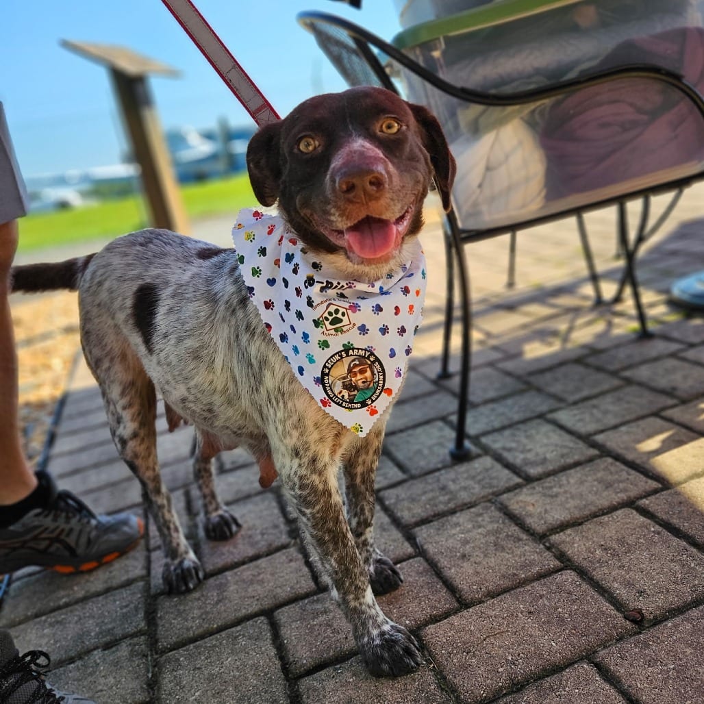 Photo of Selena, adoptable Cattle Dog, Australian (Blue Heeler) / Mixed Breed (Medium) in Fairfax Station, Virginia