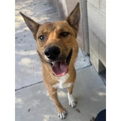 Photo of Bud, adoptable Shepherd (Unknown Type) in Jurupa Valley, California