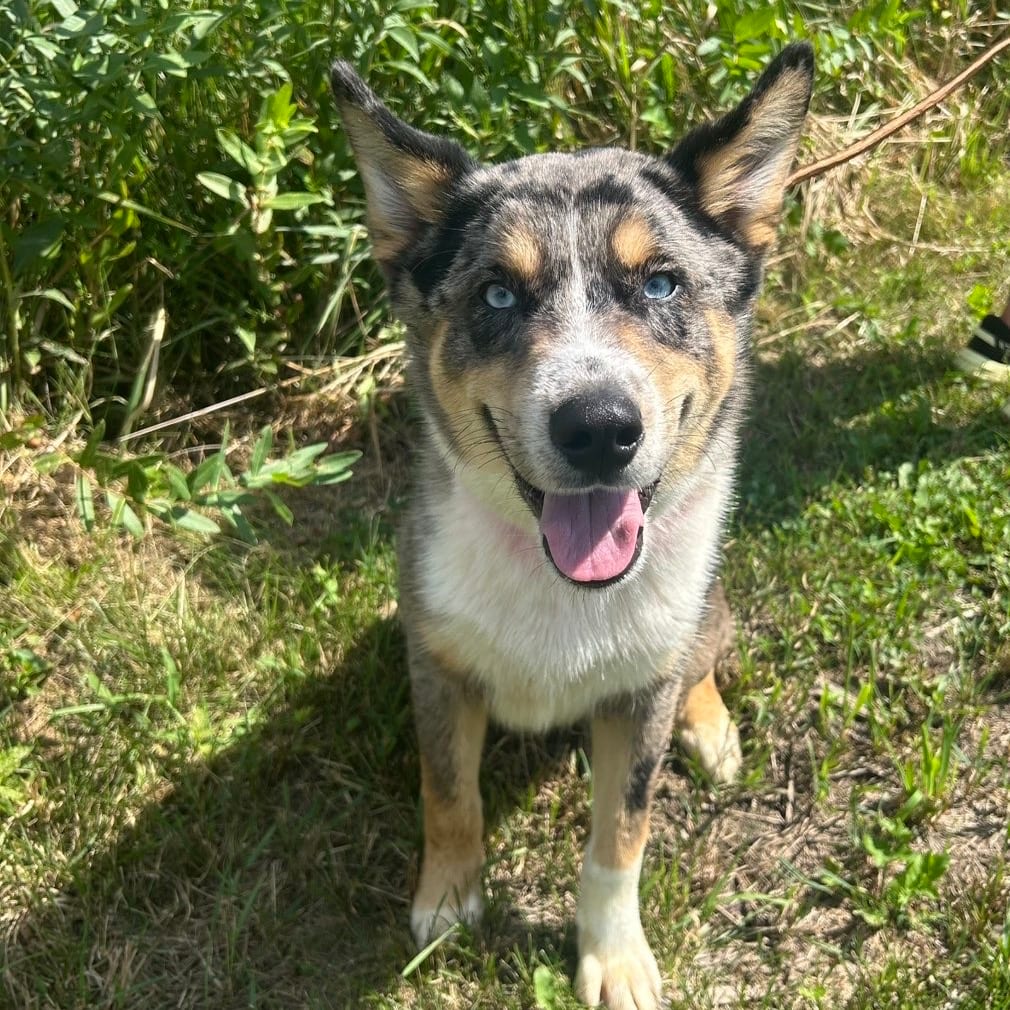 Photo of Beau, adoptable Cattle Dog, Australian (Blue Heeler) in Marshalltown, Iowa