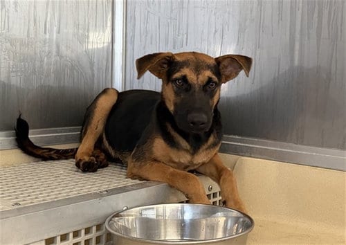 Photo of Flint, adoptable German Shepherd Dog in Grand Prairie, Texas