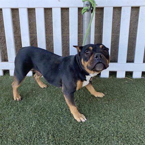 Photo of Nyla, adoptable American Bulldog in Modesto, California