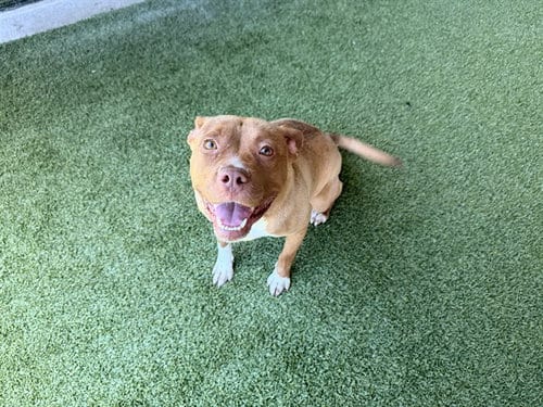 Photo of Jenny, adoptable Pit Bull Terrier in Garland, Texas