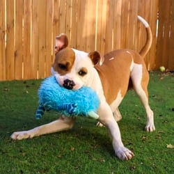 Photo of Stan The Man JuM, adoptable American Pit Bull Terrier in Hartford, Connecticut