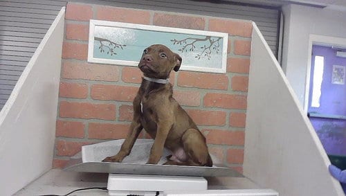 Photo of Trevor, adoptable Staffordshire Bull Terrier in Houston, Texas
