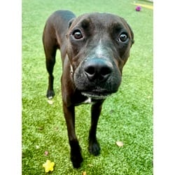 Photo of Terk, adoptable Labrador Retriever in Port St. Joe, Florida