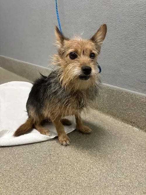 Photo of Nicco, adoptable Terrier in Las Vegas, Nevada