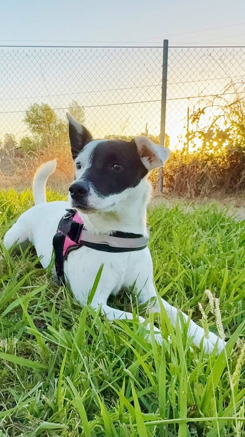 Photo of Pepper, adoptable Jack Russell Terrier in Yuba City, California