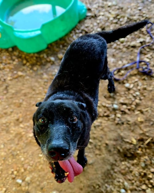 Photo of Bones, adoptable Black Labrador Retriever in Jackson, Mississippi