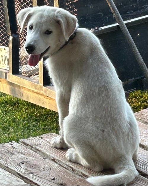 Photo of Fig, adoptable Great Pyrenees in Dallas, Texas