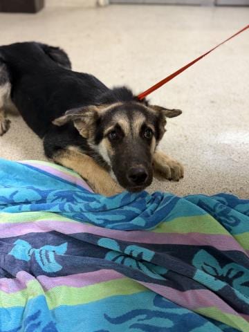 Photo of Gunner, adoptable German Shepherd Dog in Riverside, California