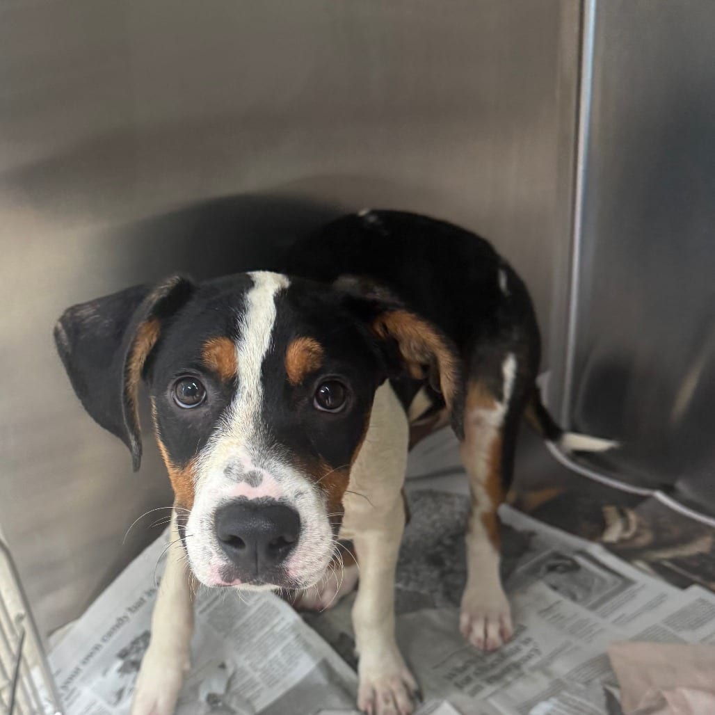 Photo of Vinny, adoptable Mixed Breed (Medium) in Houston, Texas