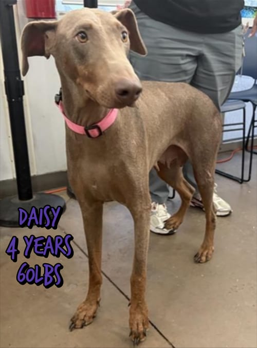 Photo of Daisy, adoptable Weimaraner in Holbrook, New York