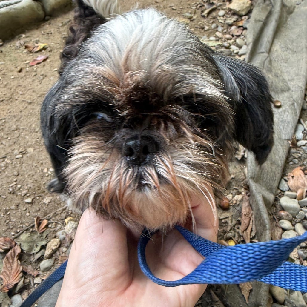 Photo of Gabby, adoptable Shih Tzu in West Chester, Pennsylvania