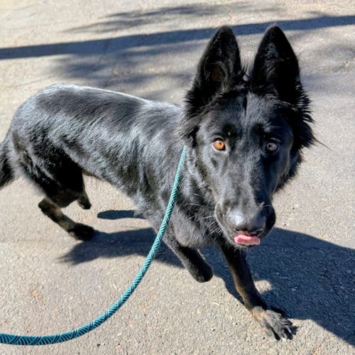 Photo of Esmeray, adoptable German Shepherd Dog in Oakland, California