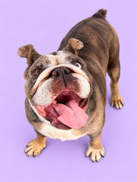 Photo of Mona Lisa, adoptable English Bulldog in HESPERIA, California