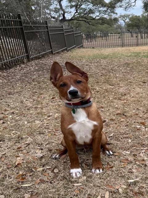 Photo of Scooby, adoptable American Staffordshire Terrier in San Antonio, Texas