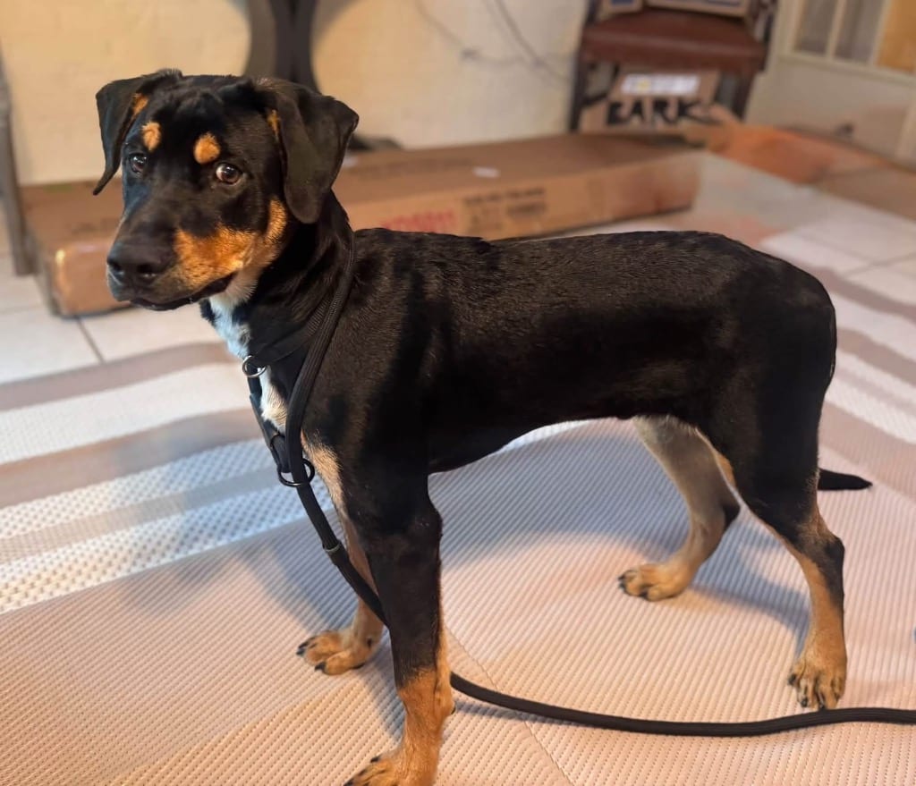 Photo of Bert, adoptable Rottweiler in Little Rock, Arkansas