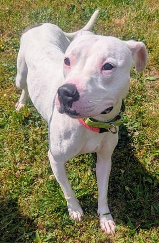 Photo of Pearl, adoptable Pit Bull Terrier in Akron, Ohio