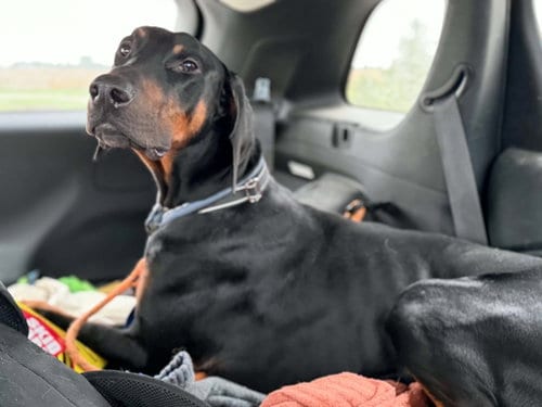 Photo of Logan, adoptable Doberman Pinscher in Buffalo, Minnesota