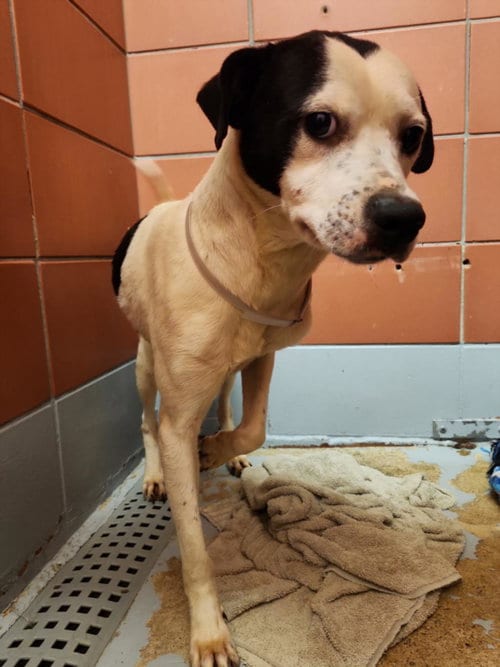 Photo of Carmen, adoptable Staffordshire Bull Terrier in Houston, Texas