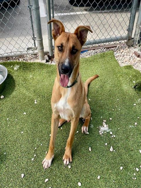 Photo of AJ, adoptable Carolina Dog in Pasadena, Texas