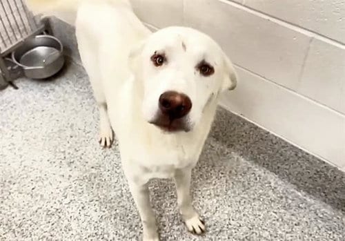 Photo of Crosby, adoptable Labrador Retriever in Houston, Texas