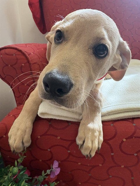 Photo of Brinkley, adoptable Labrador Retriever in Brewster, Massachusetts