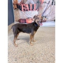 Photo of Ashley, adoptable Australian Shepherd in Doral, Florida