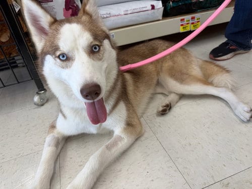 Photo of Darya, adoptable Siberian Husky in Carrollton, Texas