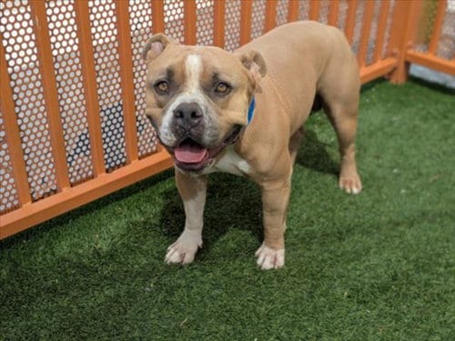 Photo of Mr. Grover, adoptable American Pit Bull Terrier in Las Vegas, Nevada