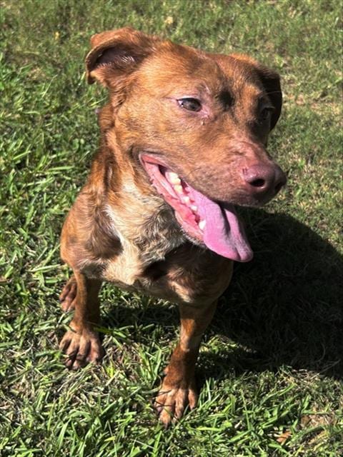 Photo of Sylvie, adoptable Hound in Grovetown, Georgia