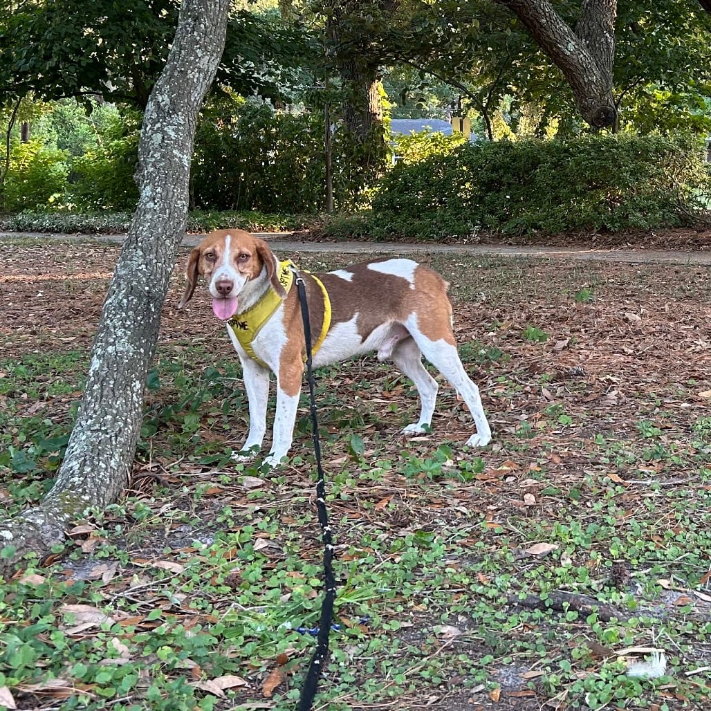 Photo of Arnold @ Foster, adoptable Mixed Breed (Medium) in Summerville, South Carolina