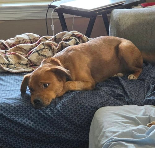 Photo of Slugger- looking for his second chance, adoptable American Pit Bull Terrier in Oakhurst, New Jersey