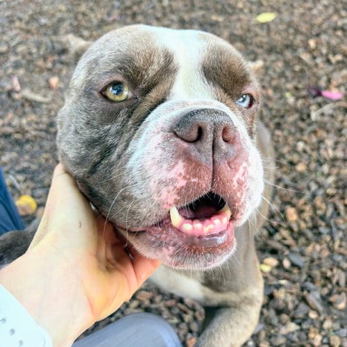 Photo of Pearl, adoptable Bulldog in Oakland, California