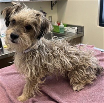 Photo of Jonathan, adoptable Terrier in Lancaster, California