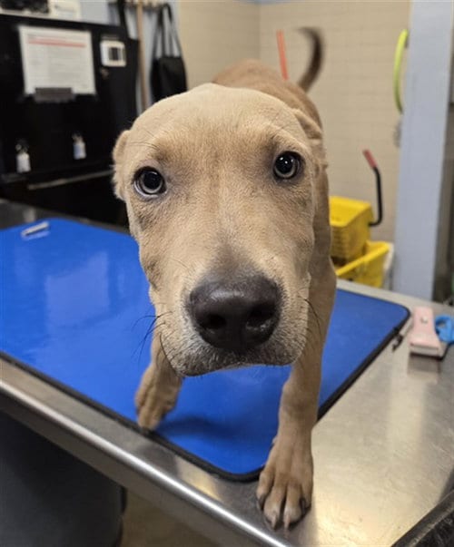 Photo of Roo, adoptable American Pit Bull Terrier in Phoenix, Arizona