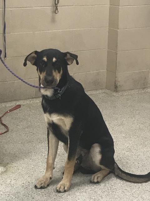 Photo of A432834, adoptable German Shepherd Dog in Conroe, Texas