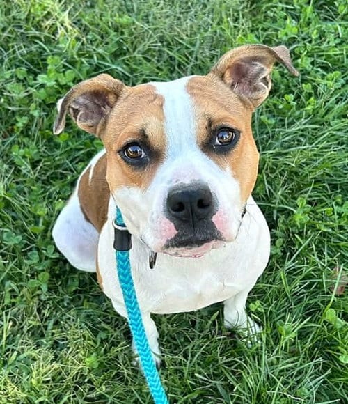 Photo of Diva The Pop Star, adoptable Pit Bull Terrier in Sacramento, California