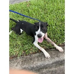 Photo of Happy, adoptable American Bulldog in Doral, Florida