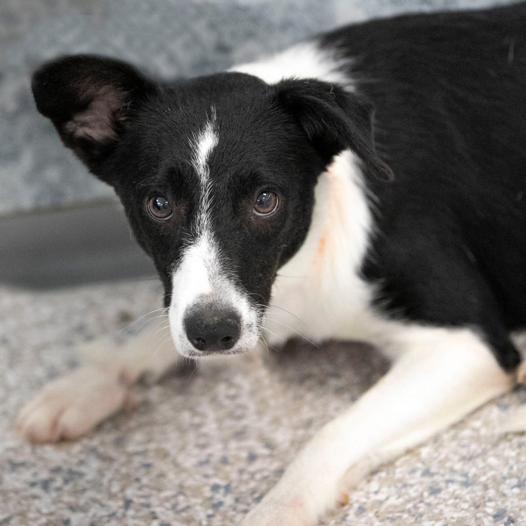 Photo of Uno (S26-159), adoptable Collie, Border in Colorado Springs, Colorado