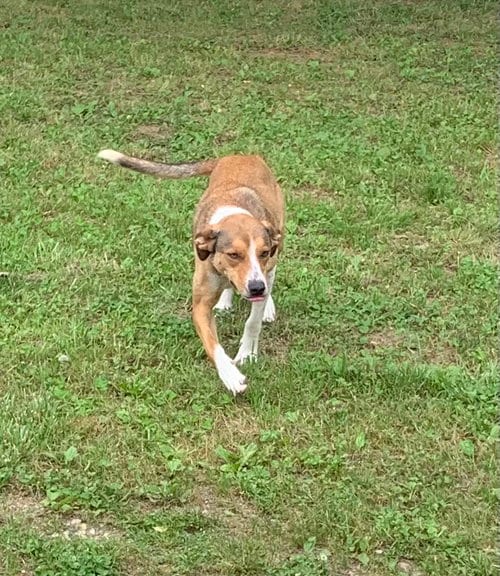 Photo of Fido, adoptable Hound in Harrison, Arkansas