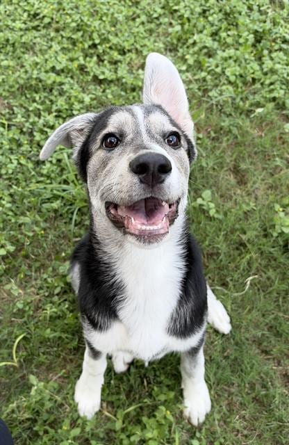 Photo of Lily Mae, adoptable dog in San Antonio, Texas