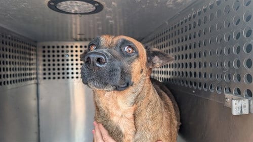 Photo of Diamond, adoptable German Shepherd Dog in Phoenix, Arizona