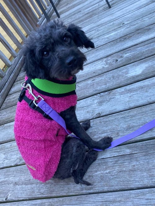 Photo of Poodlie, adoptable Poodle (Miniature) in Holly Springs, North Carolina