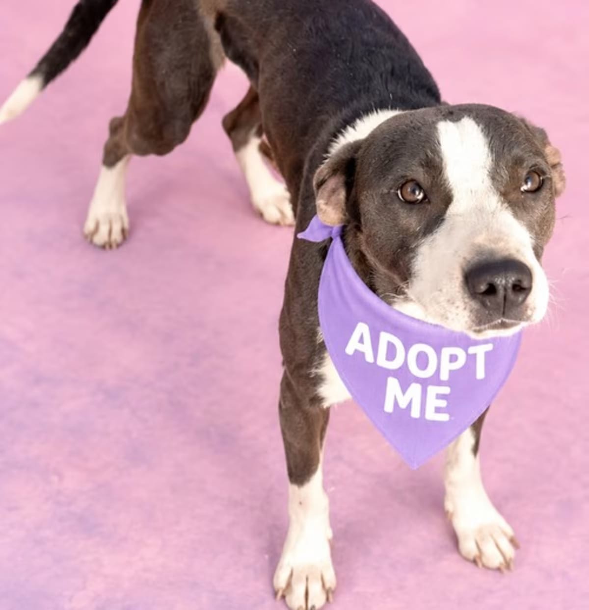 Photo of Pixel Ady, adoptable Terrier (Unknown Type, Medium) in Los Angeles, California