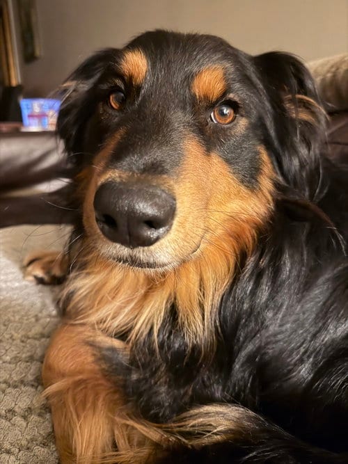 Photo of Creed, adoptable Australian Shepherd in Brewster, New York