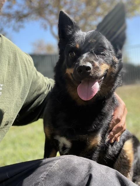 Photo of Peaches, adoptable Australian Kelpie in Riverside, California