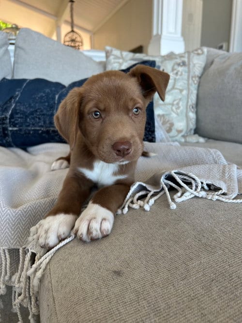 Photo of River, adoptable Labrador Retriever in San Diego, California